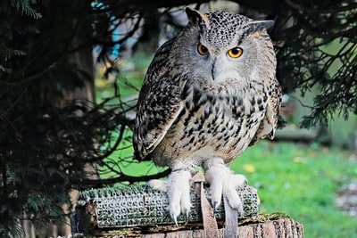 During the day, white and black owl on the brown wooden fence
